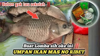 Umpan ikan mas babon/indukan ‼️ Umpan Djempol amis spesial