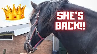 Yes! Queen👑Uniek is back! | Chip the foals | Dieuwke obsessed | Friesian Horses