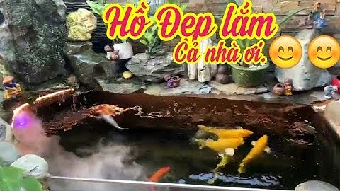 Mẫu Hồ Cá Koi 1,6 Khối Đẹp - Nước Trong Cá Khỏe Dạng Người.😊😊😊😊