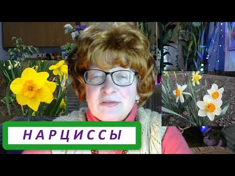 Луковичное растение нарцисс