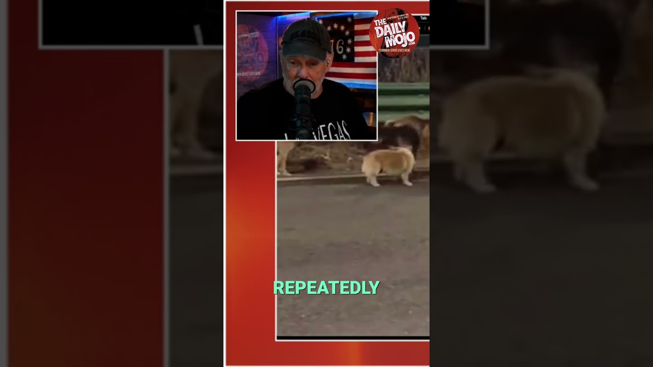 7 Dogs Escape Meat Plant, Journey Home Together #shorts