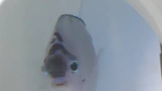 Watanabei Angelfish injury