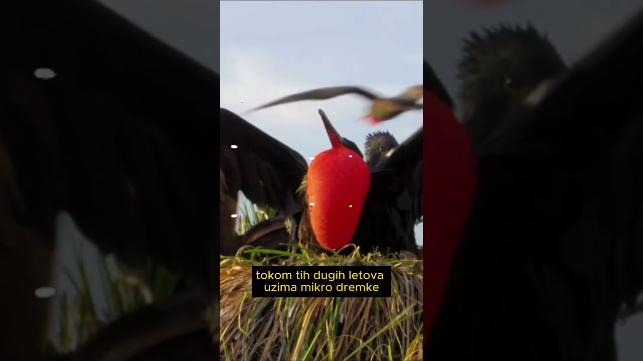 Ova ptica SPAVA dok LETI!?! #funfacts #viral #animals#birds