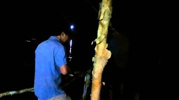 CÂU CÁ TRA - HỒ CÂU AO SEN