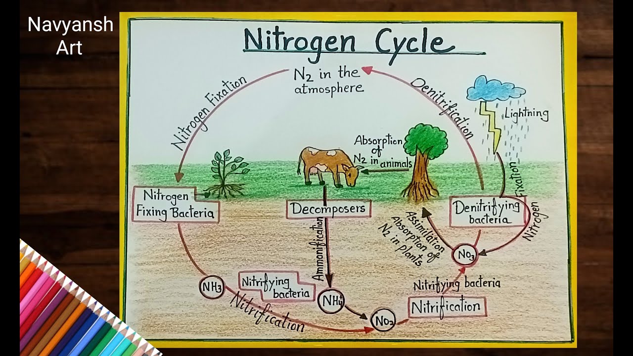 Draw nitrogen cycle? Explain the different steps.