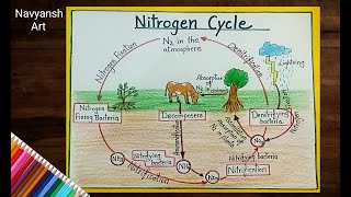 Nitrogen cycle diagram to draw Nitrogen cycle labeled diagram step by step