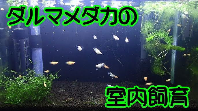 我が家の室内飼育場 メダカ Youtube 我が家の室内飼育場 メダカ Youtube