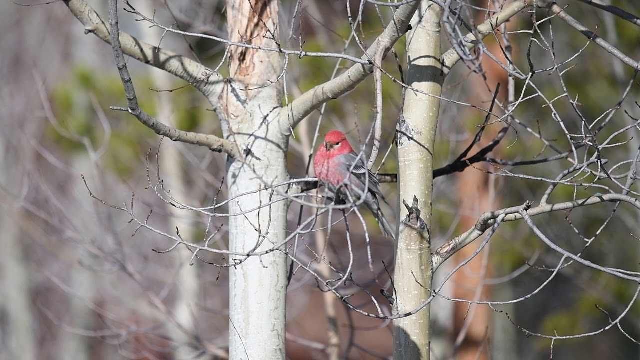 Pine Grosbeak - Colorado 2018 