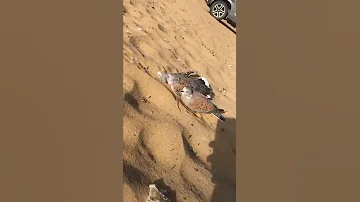 قمري 