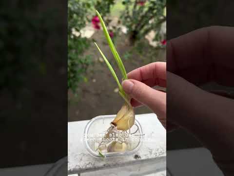 How To Grow Garlic At HomeHowtowithjessie