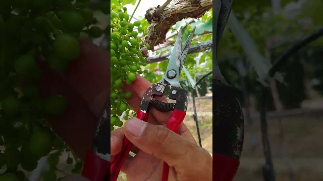 ซอยผลองุ่นให้ใวขึ้น