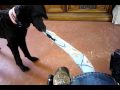 Poodle Service Dog In-Training (Advanced) Poodle Service Dog In-Training (Advanced)