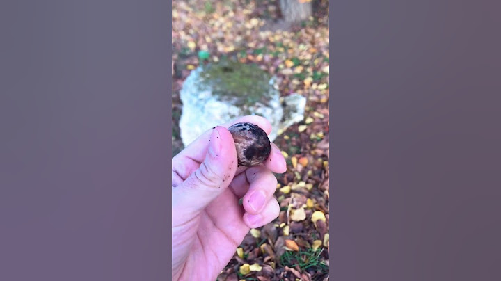 Удивился когда узнал что это за дерево 🌳