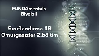 Sınıflandırma Omurgasızlar 2.Bölüm