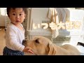 お互い好き過ぎるラブラドールと1歳2ヶ月