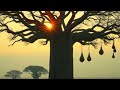 Baobab Shade — African Jazz Instrumental | AfroJazz Soul Vol. 1