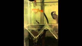 IMG 1525 mp4