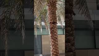 How Palm tree Pest Control #palmtrees #pestcontrol