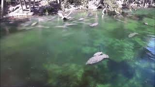 Manatee and alligator - Who spooks whom?