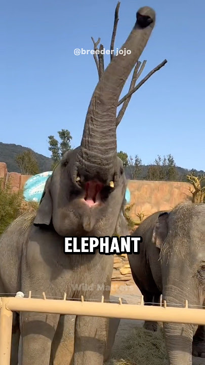 Elephant: One of the Smartest Animals in the World 🐘