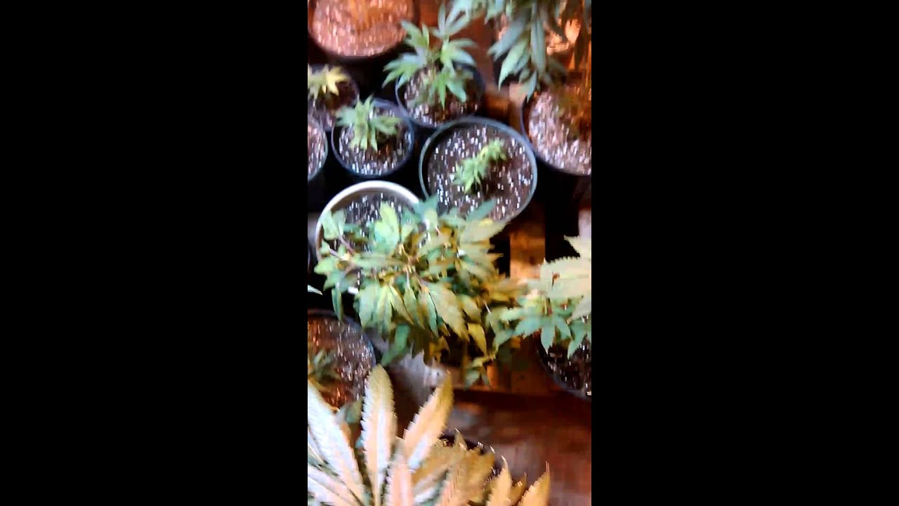 Stupots Genetics and Critical Mass Collective and tga Genetica Subcool seeds garden update