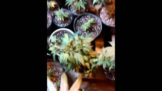 Stupots Genetics and Critical Mass Collective and tga Genetica Subcool seeds garden update