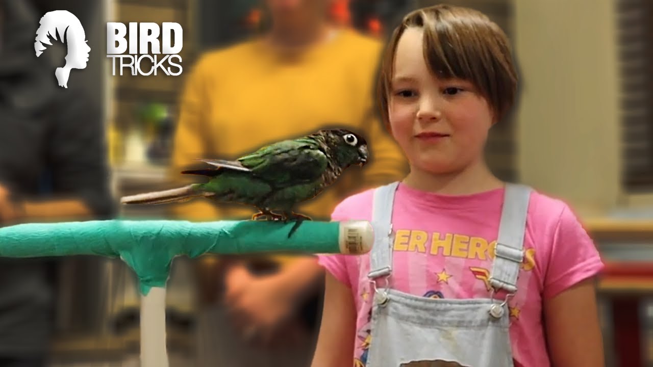 Are Green Cheek Conures Suitable For Kids? | Green Cheek Conures | Transferring a Cue Are Green Cheek Conures Suitable For Kids? | Green Cheek Conures | Transferring a Cue