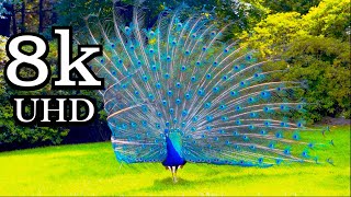 Exotic Birds Compilation in 8K