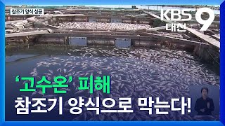 ‘고수온’ 피해 참조기 양식으로 막는다! / KBS  2021.10.31.