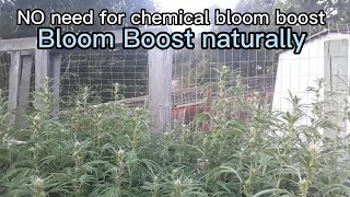 How to top ur flowers for maximum budstacking