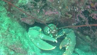 Ardglass dive with Seasearch 9.6.19
