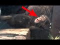 Cute Baby Chimps With MOM - Chimpanzees Babies