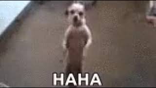 Köpeğe bak