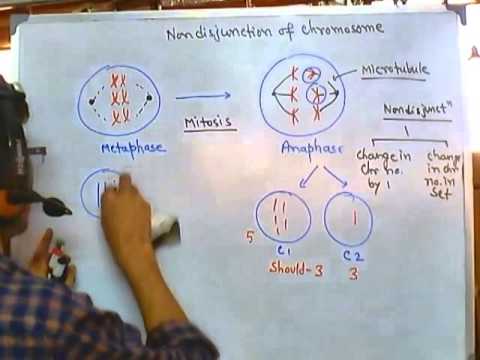 Video: Var uppstår nondisjunction vad kan det orsaka?