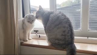 Dad cat washes his adult daughter  kitty Snezhinka. It's so cute!