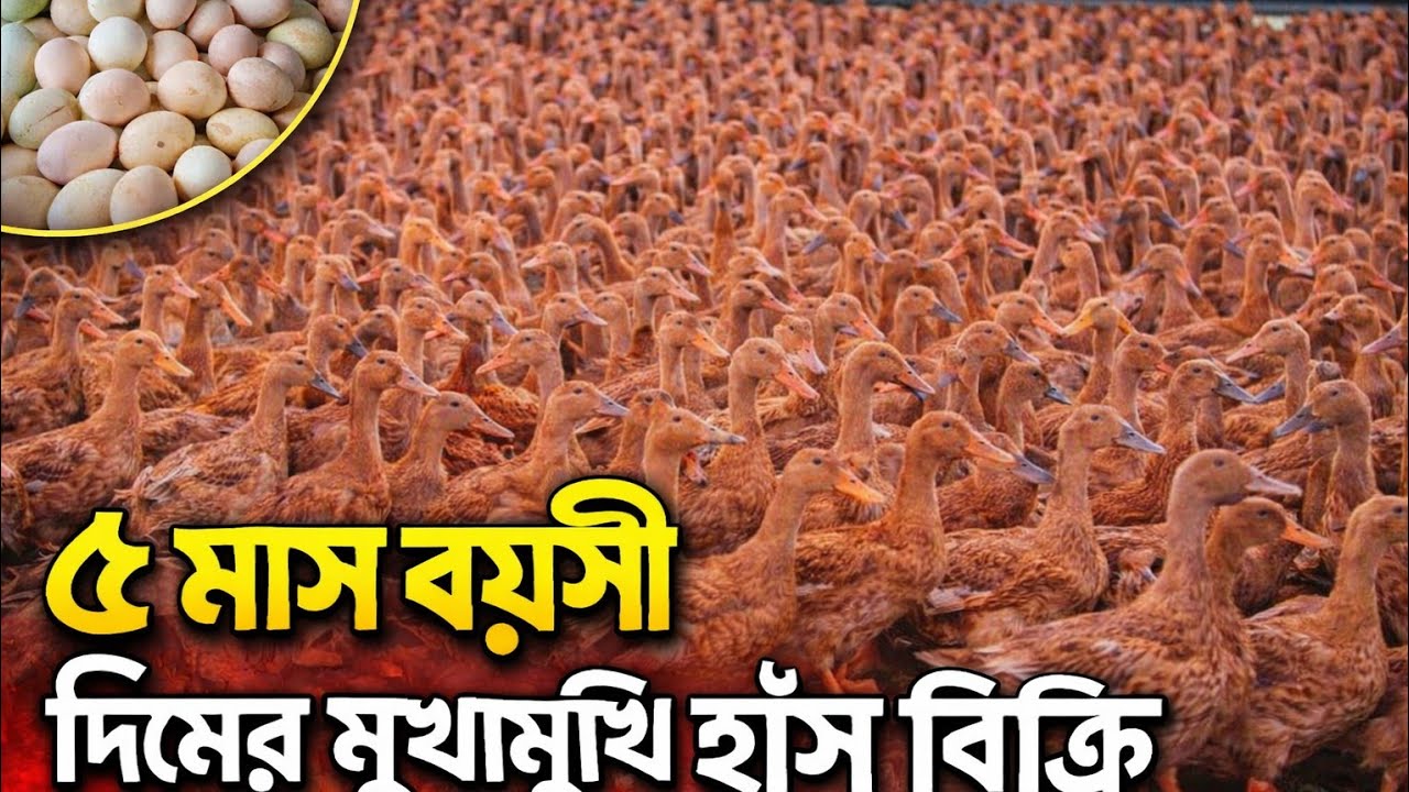 ৫ মাস বয়সী ডিমের মুখামুখি হাঁস বিক্রি। নতুন খামারিদের জন‍্য পরামর্শ কি করে খামার করবেন।Duck farming