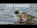 Reconnatre les canards sauvages