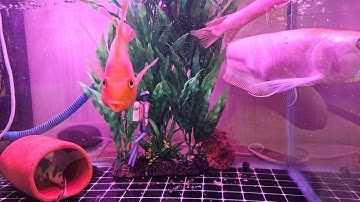 Bắt đầu thử thách Rùa Bụng Hồng nuôi chung với Cá Rồng & Cá săn mồi tại Ú Ù PETSHOP CPC 