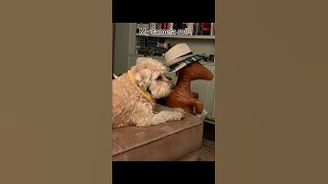 A Pic of Your Dog meme 🐶 @TheJessiiShow #TheManniiShow.com/series