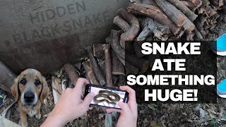 Snake ATE SOMETHING HUGE!