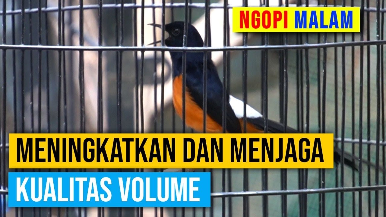 Meningkatkan Dan Menjaga Kualitas Volume Murai Batu
