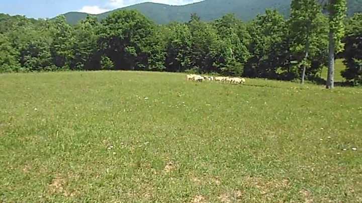 5 29 13 video 004