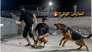 هجوم الروت وايلر الشرس على حرامي متسلل! (نهاية غير متوقعة) 😱🔥 صدمني ؟؟؟ 