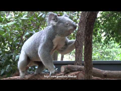 Hat Das Rentier Eine Rote Nase Doku Reportage Fur Kinder Anna Und Die Wilden Tiere Youtube