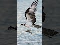 Osprey pulls huge fish out of the water with one leg! Can it hold on? #bird