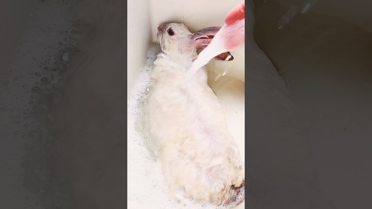 Rabbit spa day 🐇 