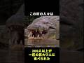 ワニによって消滅される村、独特の進化を遂げたワニとは