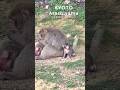 ママにぴったり寄り添う赤ちゃん #babymonkey #ニホンザル #arashiyama
