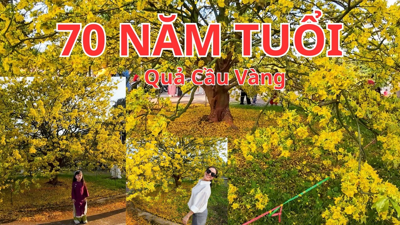 Cây Mai Hơn 70 Năm Tuổi Ở Tân Phú Đồng Nai | Nở Vàng Rực Như Quả Cầu