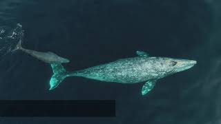 Gray Whale fun facts